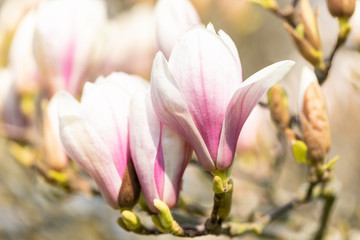 Macro of a saucer magnolia