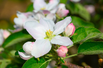 Apple garden
