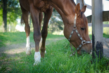 portrait of trakehner stallion horse eating fresh green grass in summer landscape