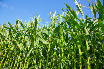 Corn field