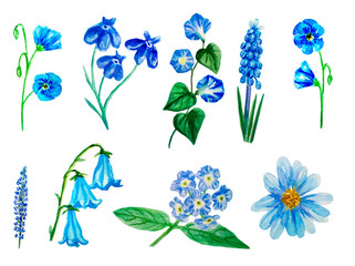 set  of different watercolor flowers, lobelia, morning glory, lupine, muscari, heliotrope, flax blue, aster, campanula 