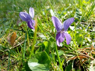  spring glade of flowers violet © Viktoriia