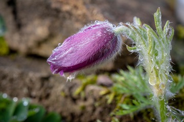 Rote Blüte im Garten mit Tautropfen