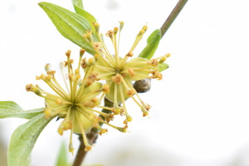 Yellow flower on white background