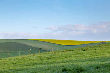 Fields in the South Downs in Sussex, on a sunny spring day
