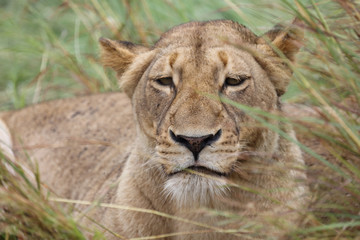 Afrikanischer Löwe / African Lion / Panthera Leo.