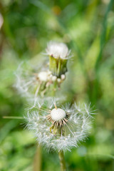 Dandelion in the morning sunny day