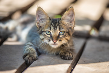 chaton