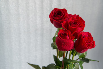 A bouquet of red beautiful roses on a white background