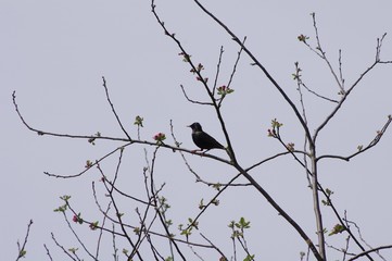 L'oiseau noir