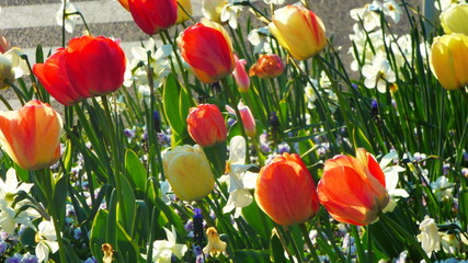 Fototapeta premium tulipe