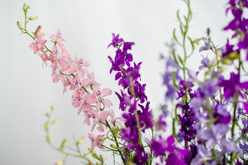 Bouquet of purple wildflowers on a white background