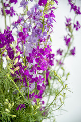 Fototapeta premium Bouquet of purple wildflowers on a white background