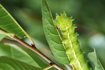 Naklejka premium Insects in their natural habitat-forest,park,close-up.
