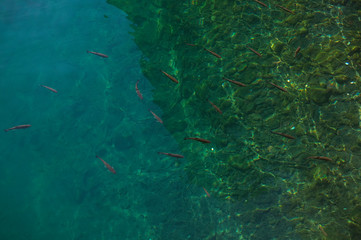 Fototapeta na wymiar fish in clear lake water