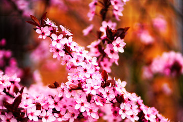 sakura flowers in blossom