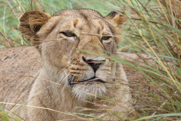 Afrikanischer Löwe / African Lion / Panthera Leo.