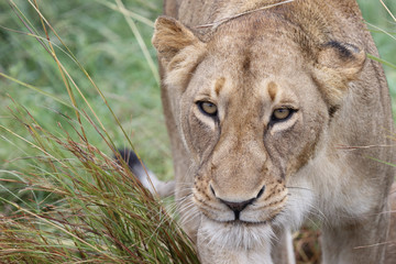 Afrikanischer Löwe / African Lion / Panthera Leo.
