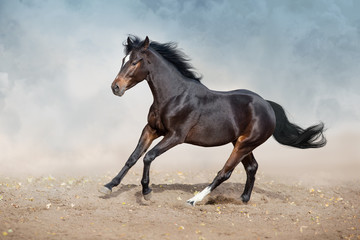 Fototapeta na wymiar Bay horse run on desert dust