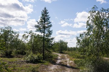 Trail across green forest with pines, spruces, larches and birches. Path, way, track, walk ... Bright summer day with blue sky. Travel 