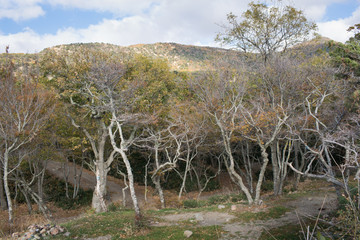 Small Utrish, Caucasus,  Russia
