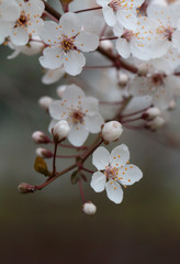Cherry tree blossom