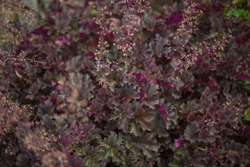 Ein rotblühender Busch