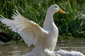 Naklejka na ściany i meble White pekin ducks (also known as Aylesbury or Long Island ducks) flapping and spreading wings
