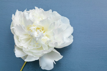 Terry fluffy flower of a white peony on a blue background. The place for an inscription