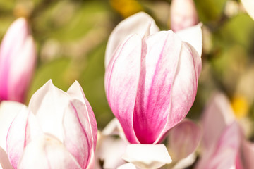 Obraz na płótnie Canvas Macro of a saucer magnolia