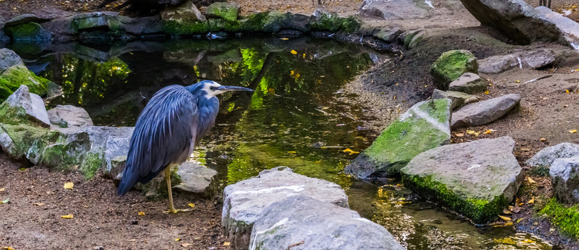 closeup of a white fronted heron, bird with blue plumage and white head, tropical egret from Australia