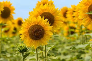 Beautiful yellow sunflowers close up