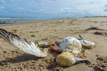 dead northern gannet trapped in plastic fishing net washed ashore on Kijkduin beach The Hague, the...