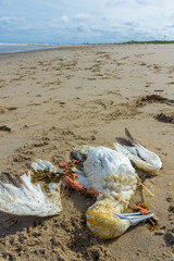 Obraz premium dead northern gannet trapped in plastic fishing net washed ashore on Kijkduin beach The Hague, the Netherlands