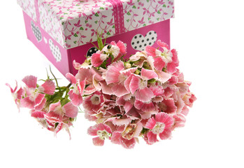 pink flowers with gift box  on white background