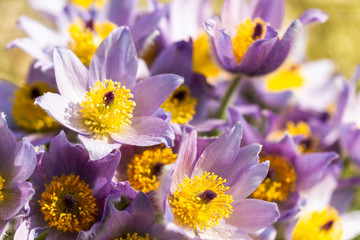 Detail of a pasque flower