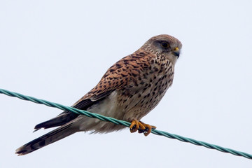 Common Kestrel (Falco tinnunculus), adult female on a wire, Rye Harbour Nature Reserve, East Sussex, England, UK.