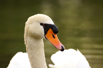 Obraz premium Portrait of Mute Swan