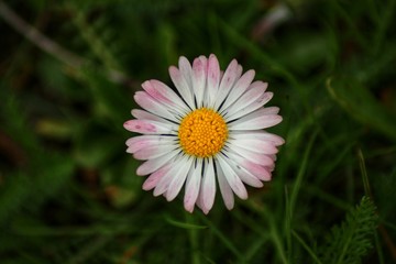 Obraz premium Gänseblümchen