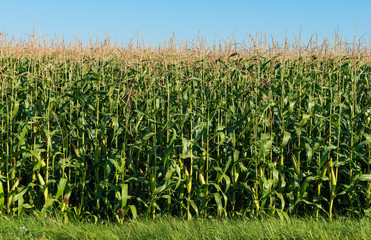 field of green corn on a sunny day