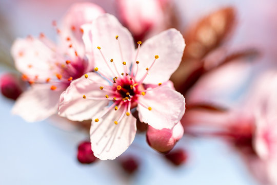 Detail of a red Cherry plum
