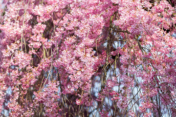 Detail of a Japanese cherry