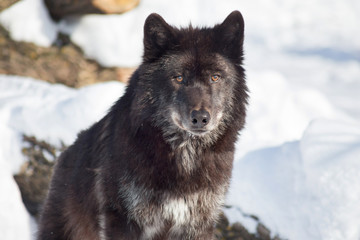 Cute black canadian wolf is sitting on a white snow. Close up. Canis lupus pambasileus.