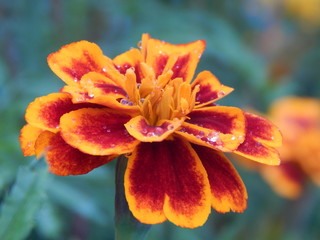 Fototapeta premium Dew drops on a flower