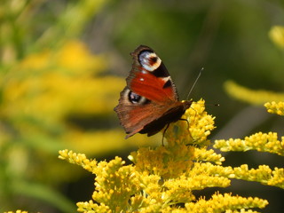 Butterfly on a yellow flower