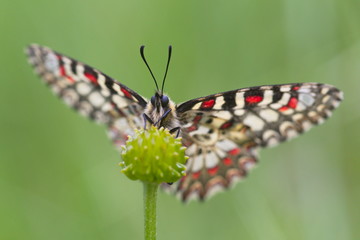 Buhamea (Zerynthia rumina)