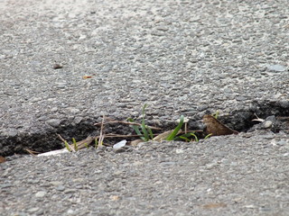  crack in asphalt