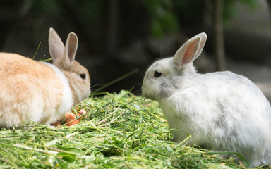 Zwei Zwerg-Kaninchen im Stroh
