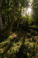 Nature in Stanley Park, Vancouver, British Columbia, Canada