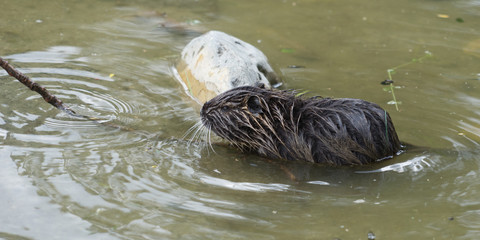 Nutria / Biberratte (Myocastor coypus) im Wasser